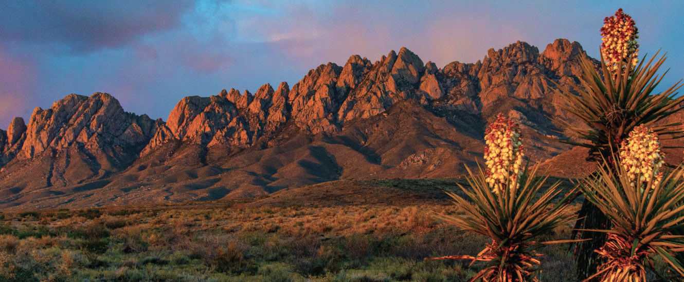 organ mountain with cactus in foreground