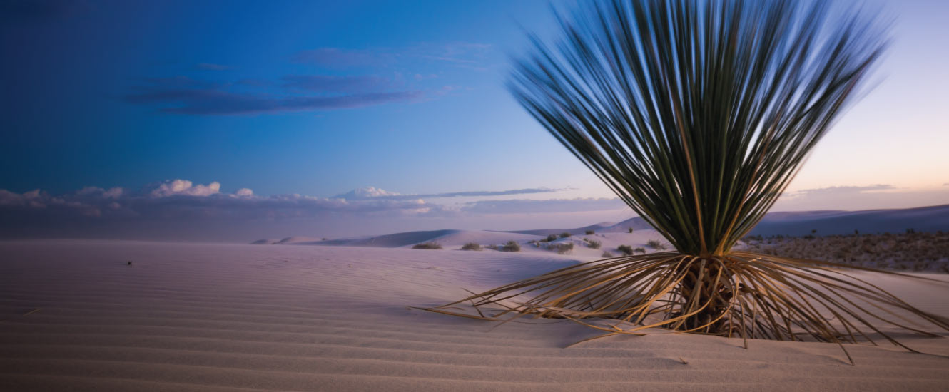 plant on white sand dune at sunset